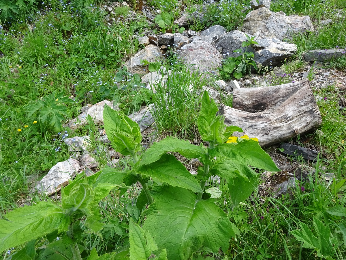 Cirsium carniolicum subsp. rufescens (Asteraceae)